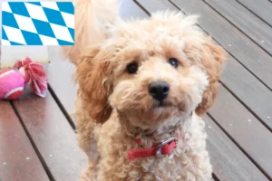 Lees meer over het artikel Cavoodle fokkers en puppies in Beieren