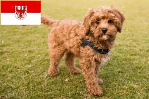Lees meer over het artikel Cavoodle fokkers en puppies in Brandenburg