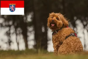 Lees meer over het artikel Cavoodle fokkers en puppies in Hessen