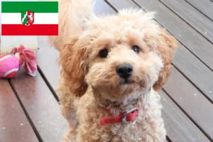 Lees meer over het artikel Cavoodle fokkers en puppies in Noordrijn-Westfalen