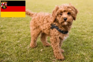 Lees meer over het artikel Cavoodle fokkers en puppies in Rijnland-Palts