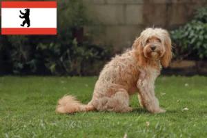 Lees meer over het artikel Cavoodle fokkers en puppies in Berlijn
