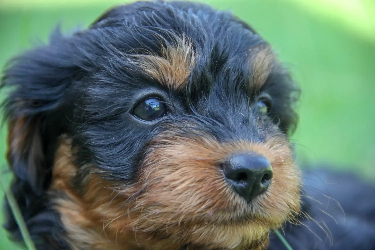 Een Cavoodle puppy kopen betekent verantwoordelijkheid nemen! Cavoodle puppy kopen.