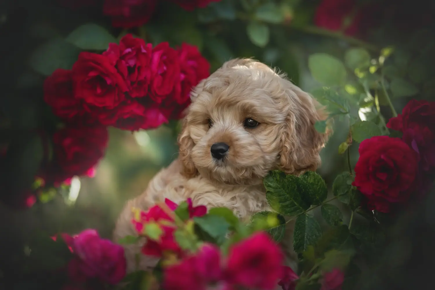 Een Cavoodle puppy kopen betekent verantwoordelijkheid nemen! Cavoodle puppy kopen.