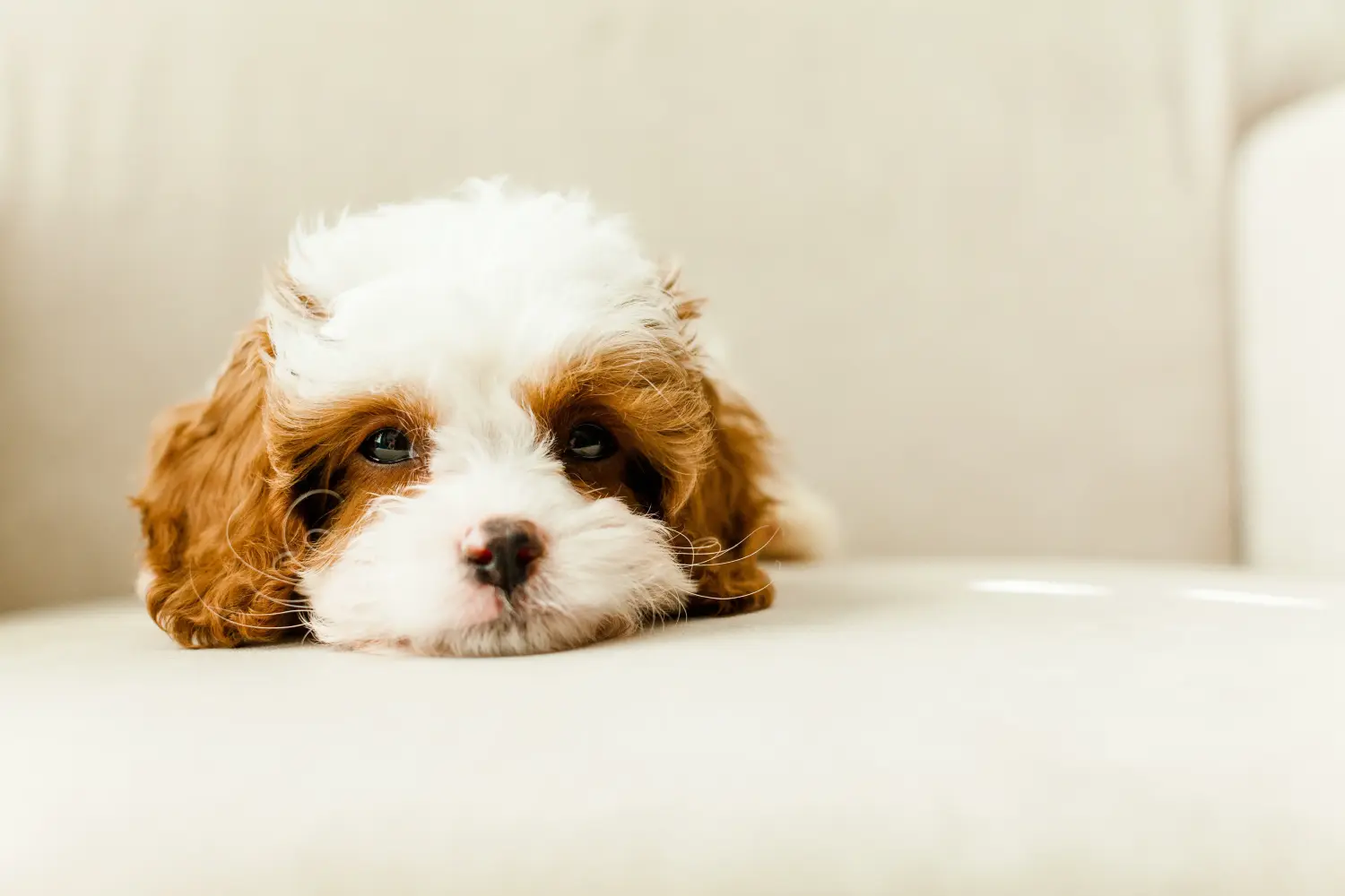 Een Cavoodle puppy kopen betekent verantwoordelijkheid nemen! Cavoodle puppy kopen.