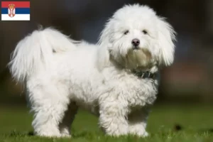 Lees meer over het artikel Coton de Tuléar fokkers en pups in Servië