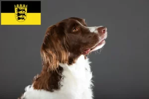 Lees meer over het artikel Drentse Patrijshond fokkers en pups in Baden-Württemberg