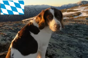 Lees meer over het artikel Drentse Patrijshond fokkers en pups in Beieren