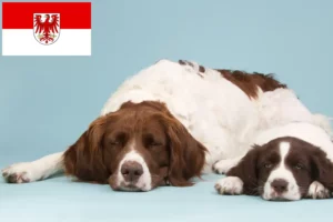 Lees meer over het artikel Drentse Patrijshond fokkers en pups in Brandenburg