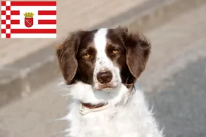 Lees meer over het artikel Drentse Patrijshond fokkers en pups in Bremen
