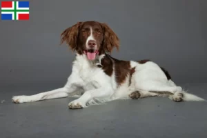 Lees meer over het artikel Drentse Patrijshond fokkers en pups in Groningen
