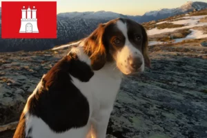 Lees meer over het artikel Drentse Patrijshond fokkers en pups in Hamburg