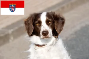 Lees meer over het artikel Drentse Patrijshond fokkers en pups in Hessen