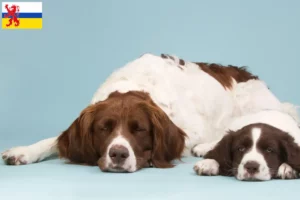 Lees meer over het artikel Drentse Patrijshond fokkers en pups in Limburg
