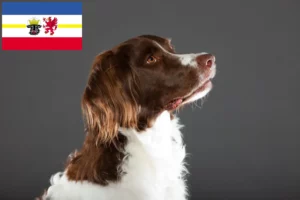 Lees meer over het artikel Drentse Patrijshond fokkers en pups in Mecklenburg-Vorpommern