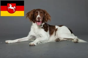 Lees meer over het artikel Drentse Patrijshond fokkers en pups in Nedersaksen