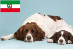 Lees meer over het artikel Drentse Patrijshond fokkers en pups in Noordrijn-Westfalen
