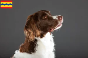 Lees meer over het artikel Drentse Patrijshond fokkers en pups in Overijssel