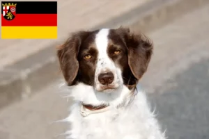 Lees meer over het artikel Drentse Patrijshond fokkers en pups in Rijnland-Palts
