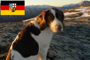 Lees meer over het artikel Drentse Patrijshond fokkers en pups in Saarland
