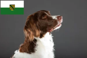 Lees meer over het artikel Drentse Patrijshond fokkers en pups in Saksen