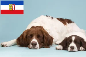 Lees meer over het artikel Drentse Patrijshond fokkers en pups in Sleeswijk-Holstein