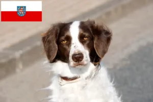 Lees meer over het artikel Drentse Patrijshond fokkers en pups in Thüringen