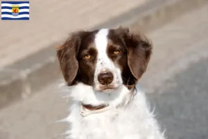Lees meer over het artikel Drentse Patrijshond fokkers en pups in Zeeland