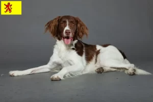 Lees meer over het artikel Drentse Patrijshond fokkers en pups in Zuid-Holland
