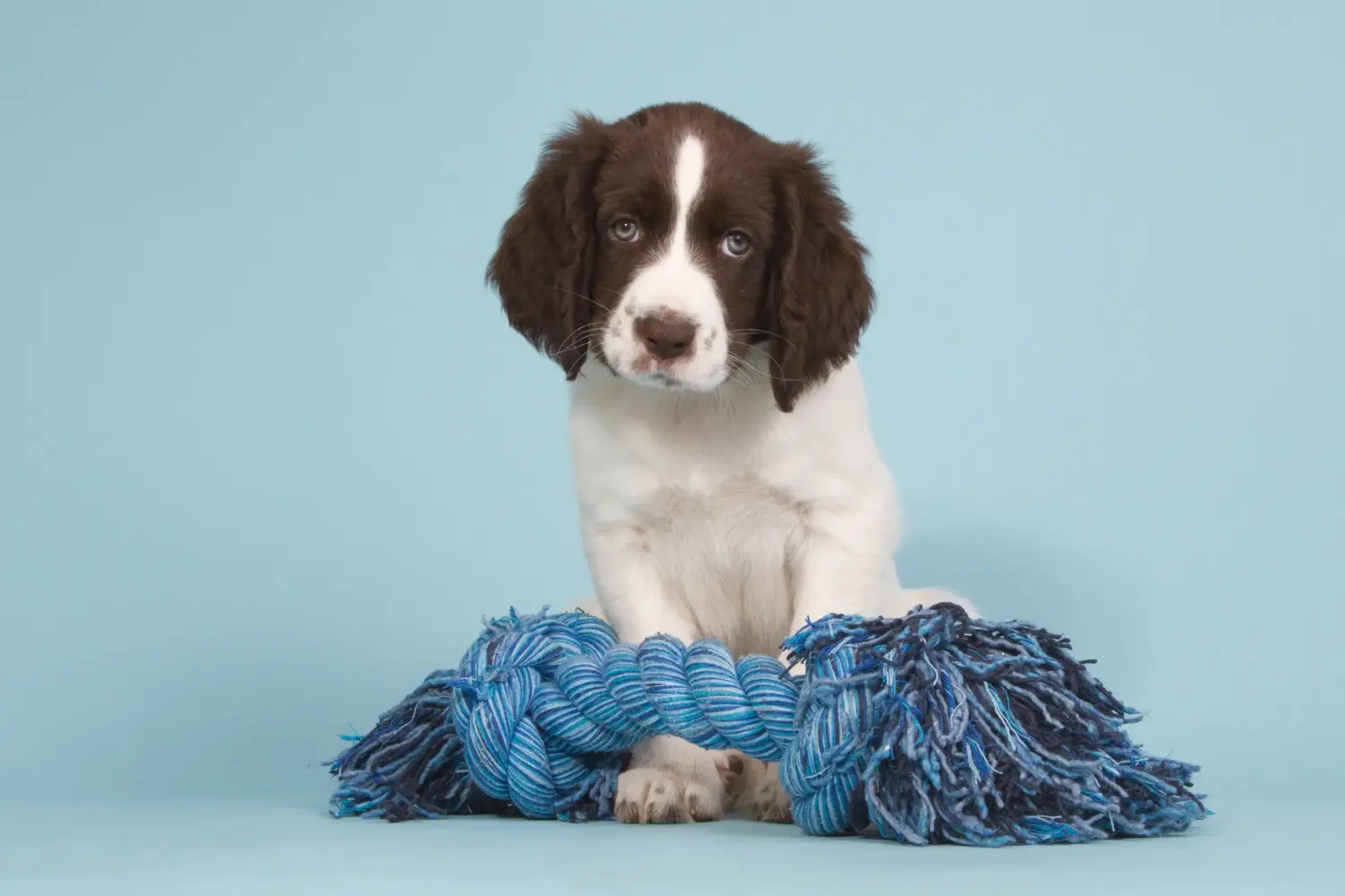 Een Drentse Patrijshond puppy kopen betekent verantwoordelijkheid nemen! Drentse Patrijshond puppy's kopen.
