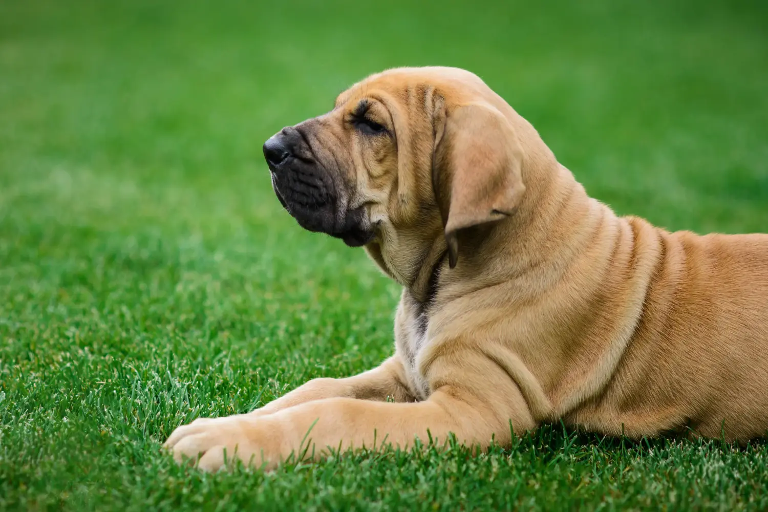 Een Fila Brasileiro puppy kopen betekent verantwoordelijkheid nemen! Fila Brasileiro puppy kopen.
