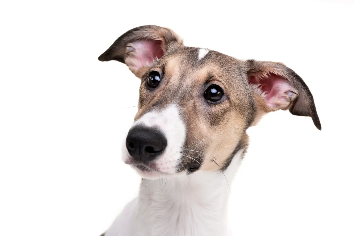Een Magyar Agar puppy kopen betekent verantwoordelijkheid nemen! Magyar Agar puppy's kopen.