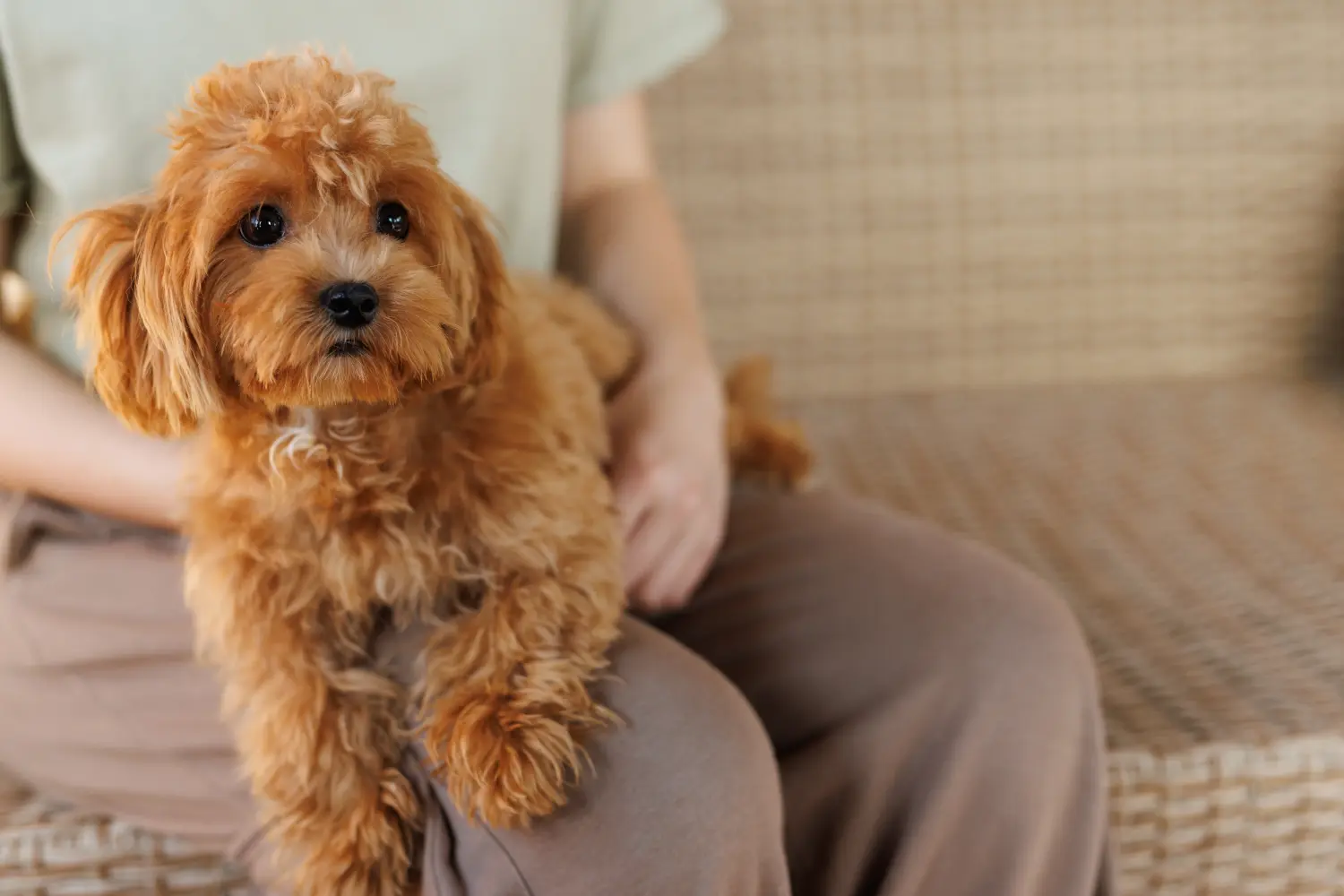 Een Maltipoo puppy kopen betekent verantwoordelijkheid nemen! Maltipoo puppy kopen.