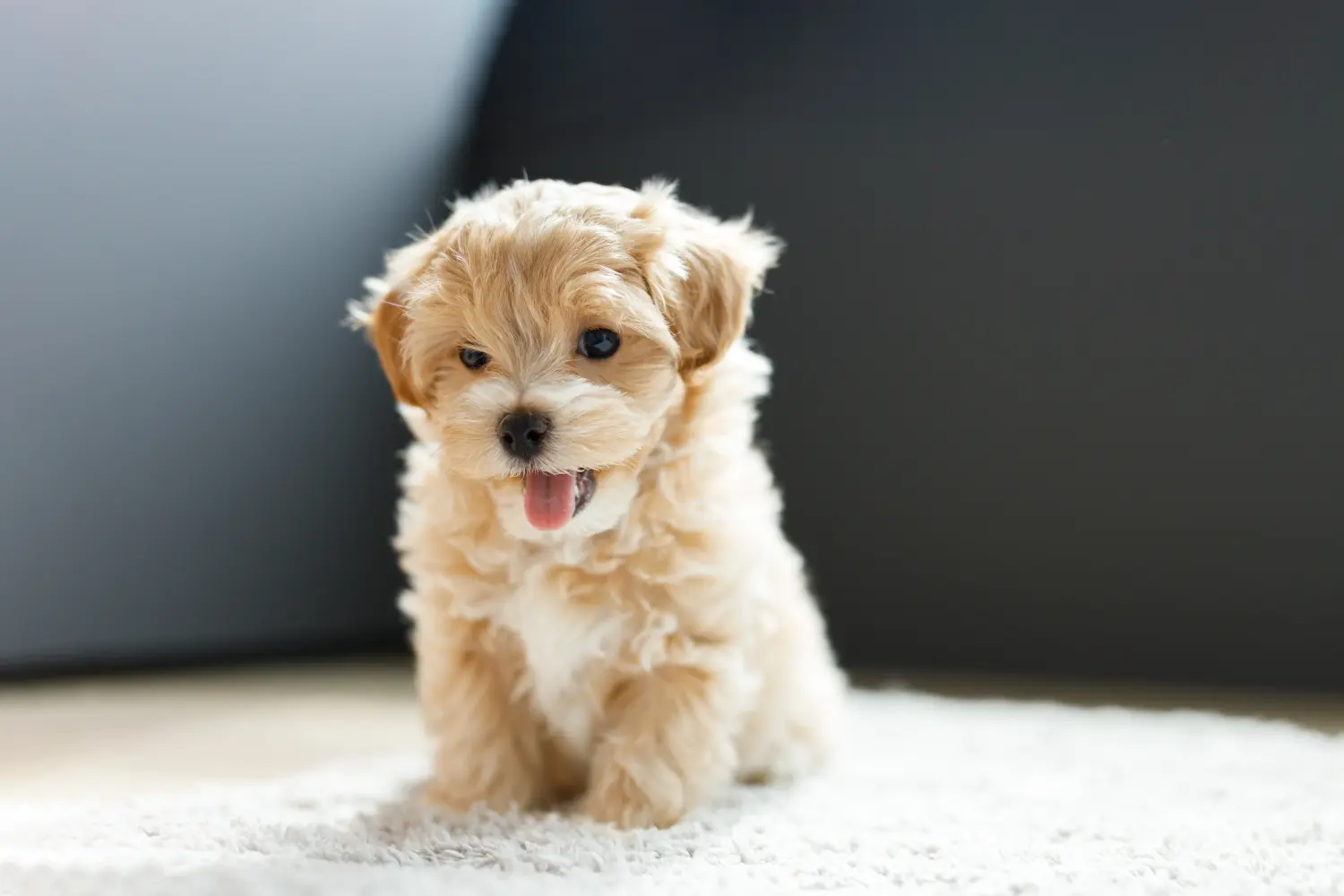 Een Maltipoo puppy kopen betekent verantwoordelijkheid nemen! Maltipoo puppy kopen.
