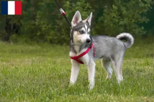 Lees meer over het artikel Alaskan Klee Kai fokkers en pups in Frankrijk