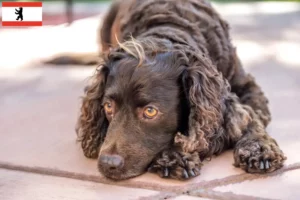 Lees meer over het artikel Amerikaanse Water Spaniel fokkers en pups in Berlijn