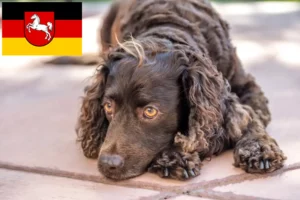 Lees meer over het artikel Amerikaanse Water Spaniel fokkers en pups in Nedersaksen