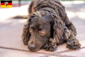 Lees meer over het artikel Amerikaanse Water Spaniel fokkers en pups in Saarland