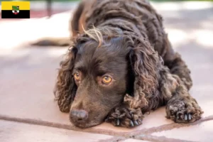 Lees meer over het artikel Amerikaanse Water Spaniel fokkers en pups in Saksen-Anhalt