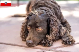 Lees meer over het artikel Amerikaanse Water Spaniel fokkers en pups in Thüringen