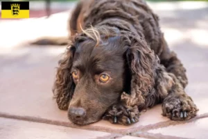 Lees meer over het artikel Amerikaanse Water Spaniel fokkers en pups in Baden-Württemberg