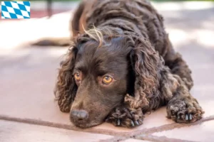 Lees meer over het artikel Amerikaanse Water Spaniel fokkers en pups in Beieren