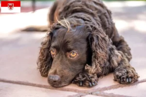 Lees meer over het artikel Amerikaanse Water Spaniel fokkers en pups in Brandenburg
