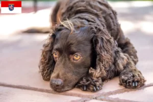 Lees meer over het artikel Amerikaanse Water Spaniel fokkers en pups in Hessen