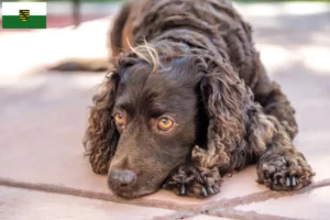 Lees meer over het artikel Amerikaanse Water Spaniel fokkers en pups in Saksen