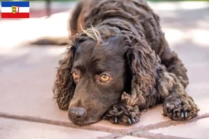 Lees meer over het artikel Amerikaanse Water Spaniel fokkers en pups in Sleeswijk-Holstein