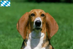 Lees meer over het artikel Basset Artésien Normand fokkers en pups in Beieren
