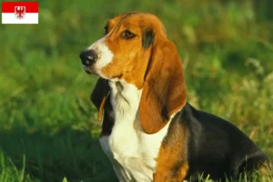 Lees meer over het artikel Basset Artésien Normand fokkers en pups in Brandenburg