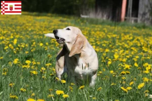 Lees meer over het artikel Basset Artésien Normand fokker en pups in Bremen