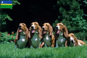 Lees meer over het artikel Basset Artésien Normand fokkers en pups in Flevoland